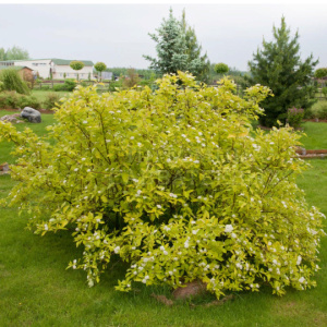 image 181