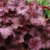 Heuchera-Velvet-Night-1