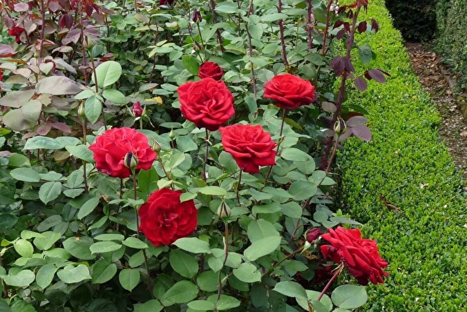 роза дам де коур3