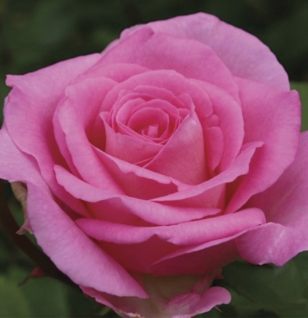 Роза Маккартни