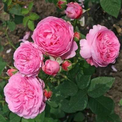 Роза парковая Луис Одьер1