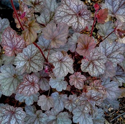 Гейхера гибридная Регина