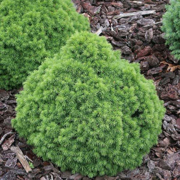 Ель канадская Альберта Глоб