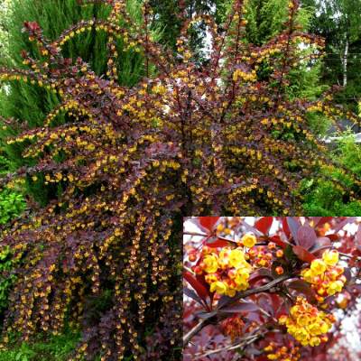 Барбар Суперба