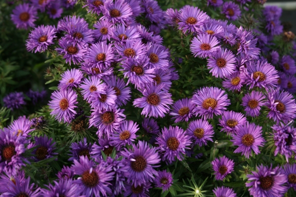 Aster-Purple-Dome8559