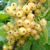 Смородина белая Уральская ЦУ (ранн.ср.созр.)