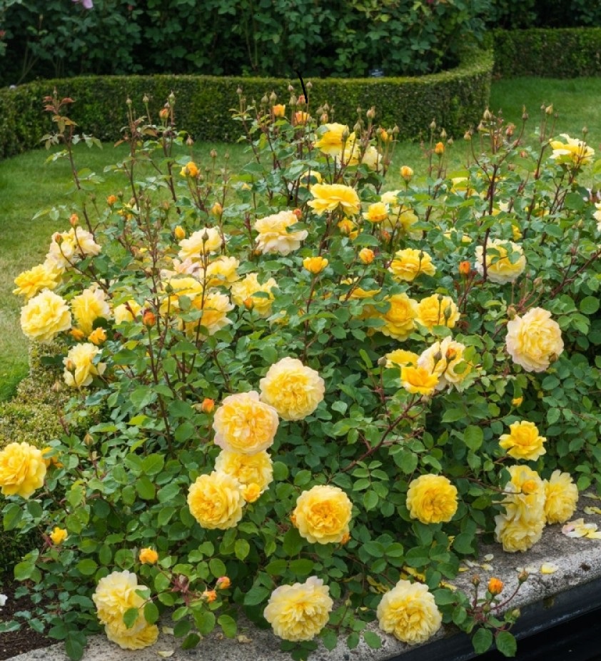 зе поэтс вайф