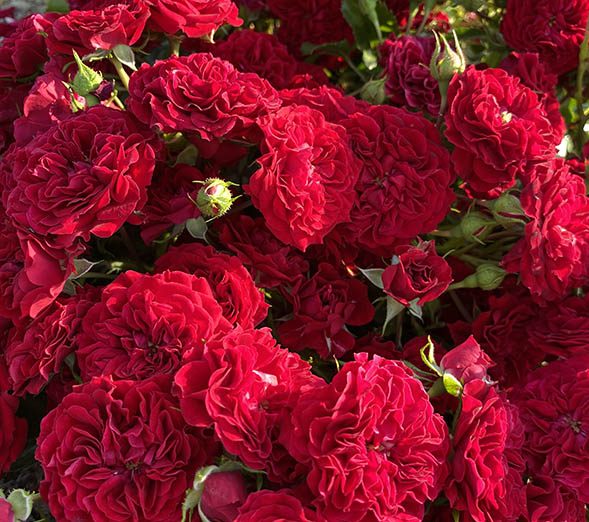 -Кримс-e1654775127993