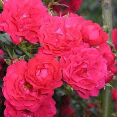 Роза полиантовая Фейри Квин (малин.)