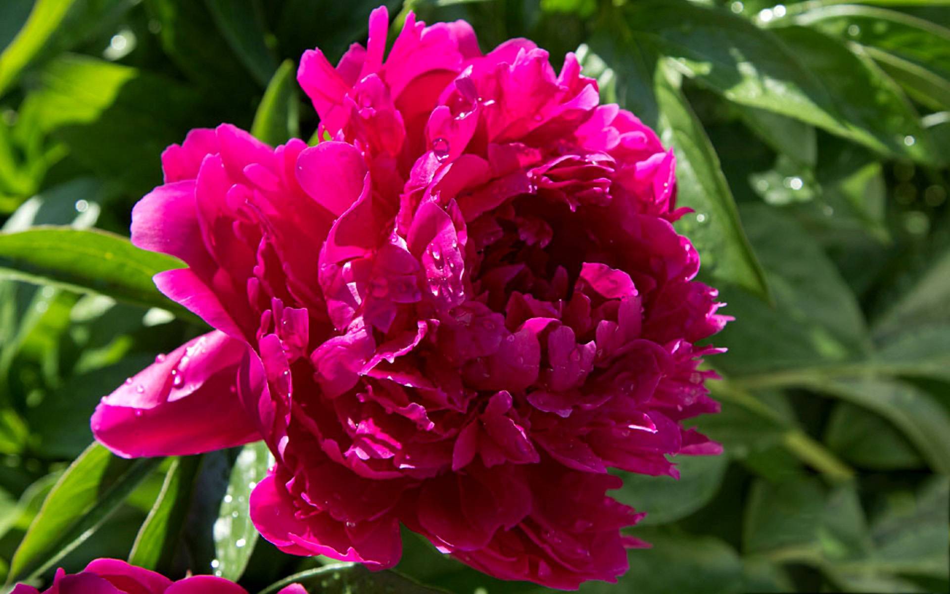 Пион травянистый Карл Розенфельд