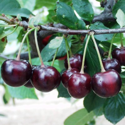 Вишня Морозовка_1