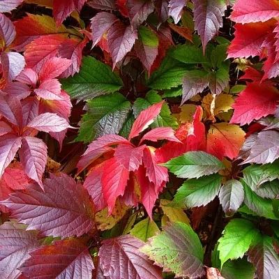 Виноград девич