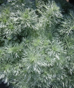 ПОЛЫНЬ ШМИДТА __SILVER MOUND___3