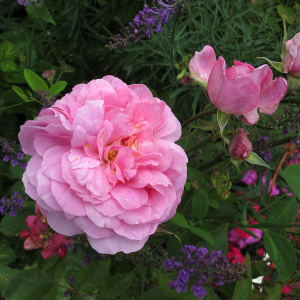 the_mayflower-1