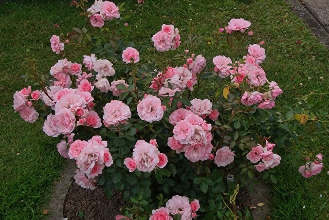 Роза Боника2