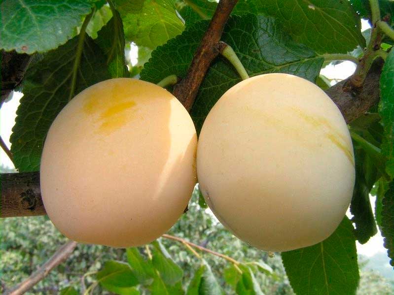 Слива Белоснежка_1