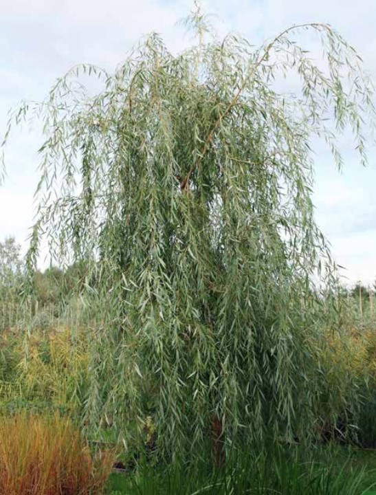 Ива Памяти Шабурова_1