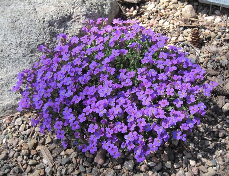 Обриета культурная Хендерсон 2