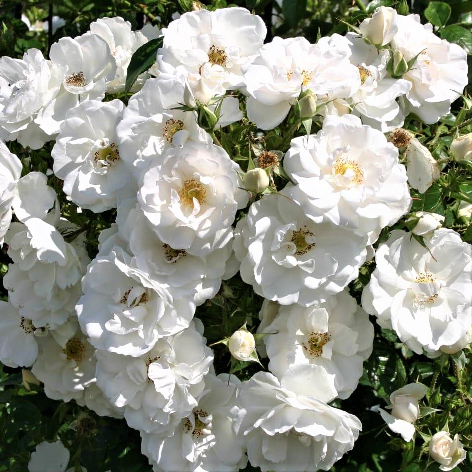 Роза плетистая Хелла 2