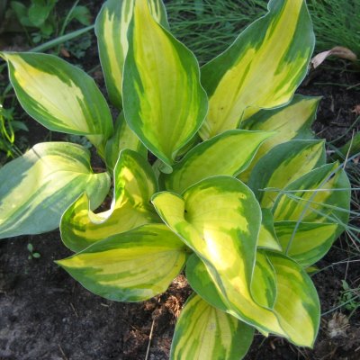 Хоста Джоржия Свитхарт