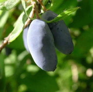 Жимолость камчатская Алтай