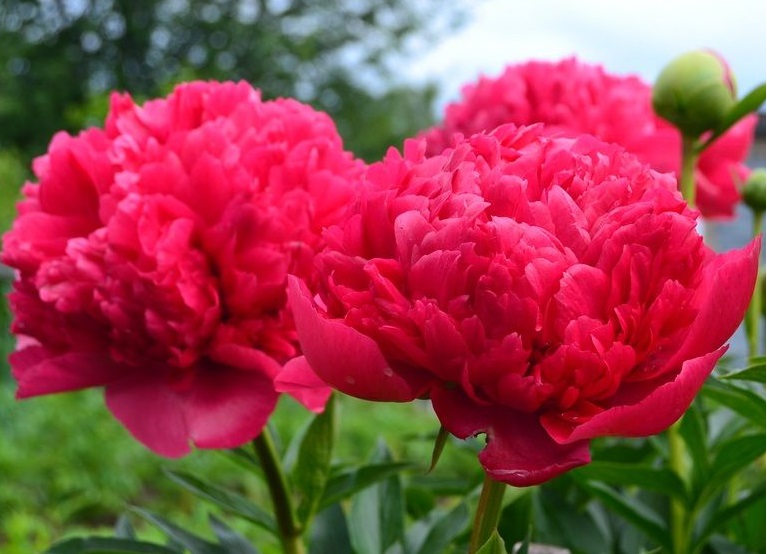 Команд Перфоманс