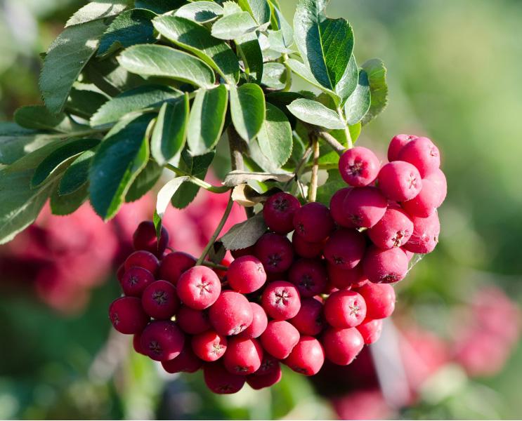 Рябина Титан_1