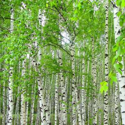 priroda-club-p-bereza-obiknovennaya