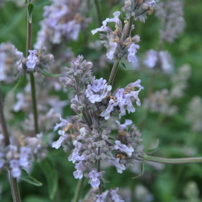 Nepeta faassenii Gletschereis
