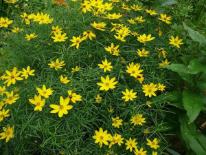 koreopsis-mutovchatyi-zagreb