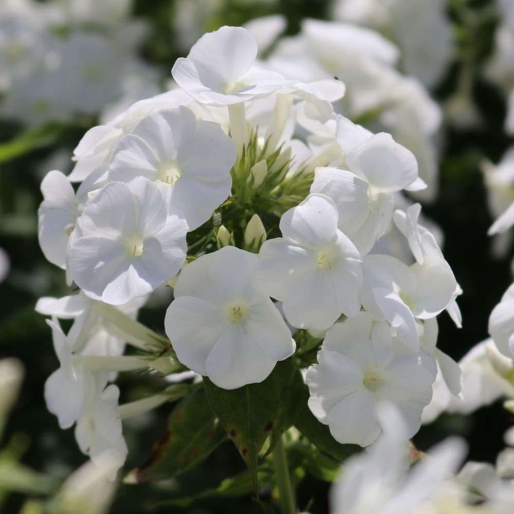 Флокс метельчатый Юник Уайт (бел.)