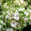 hydrangea-macrophylla-magical-noblesse