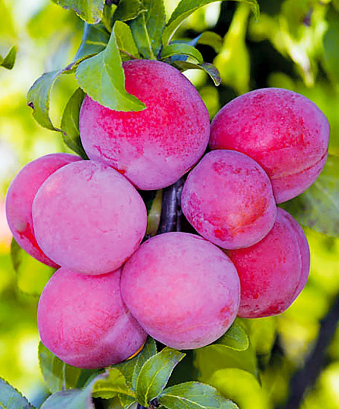 красносельска