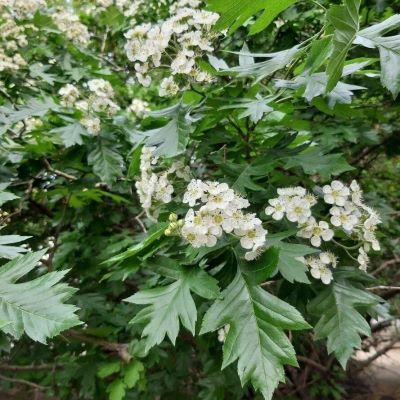 Боярышник перисто-надрезанный