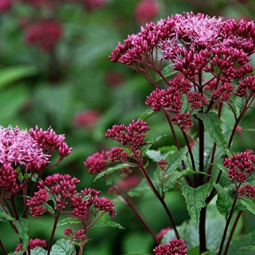 poskonnik-pyatnistyj-baby-joe