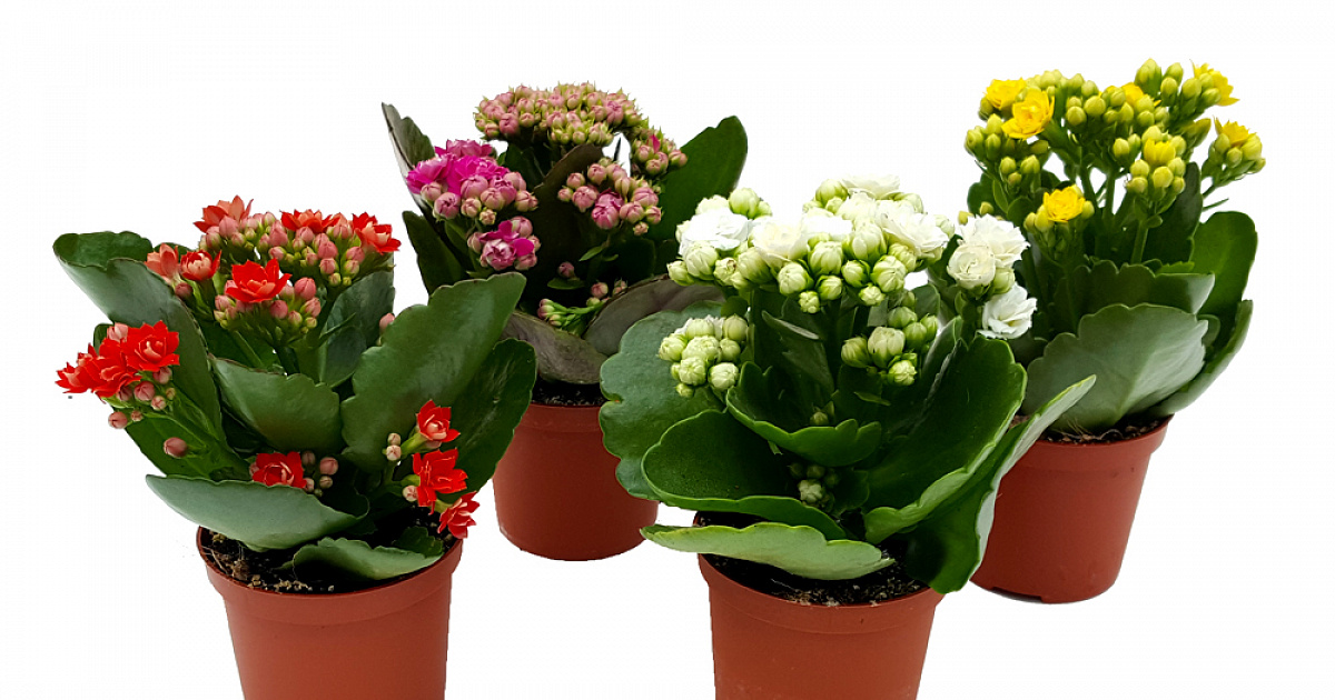 99cfeeb5de3c4354ef7d60b59ed7c862