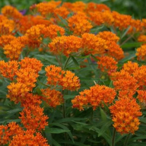 Asklepias-tuberoza-asclepias-tuberosa