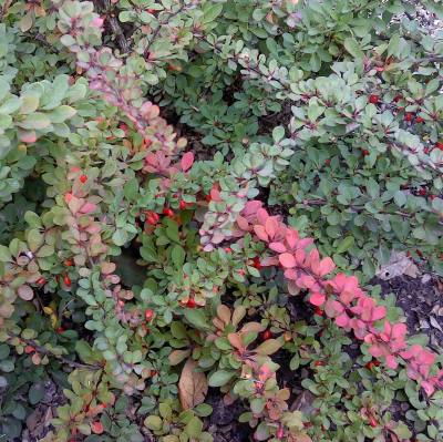 Грин карпет