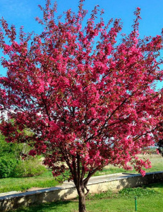 Malus wMokum