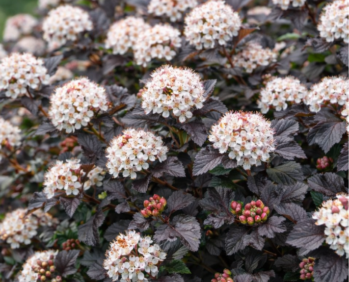 Пузыреплодник