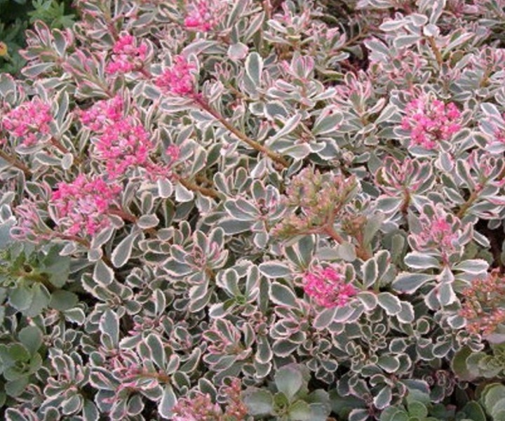 ОЧИТОК ЛОЖНЫЙ ТРИКОЛОР_2