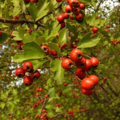 Боярышник полумягкий