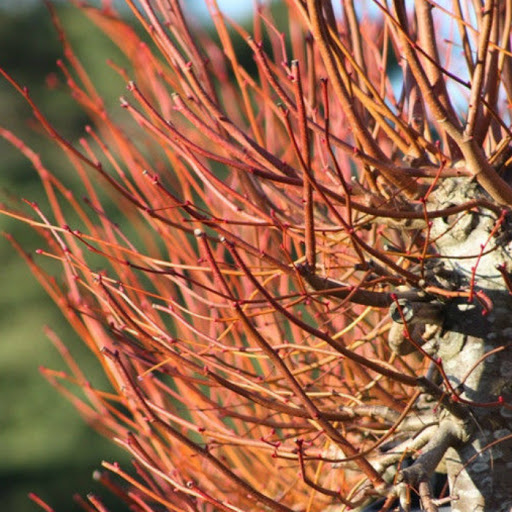 Липа мелколистная Винтер Орандж_3