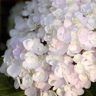Гортензия крупноцветковая Эндлесс Саммер Зе Брайд3