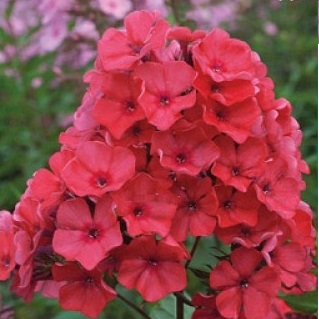 Флокс спитфайр