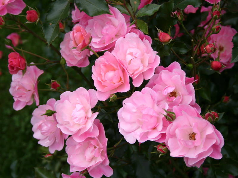 Роза почвопокровная Розовая компакт._1