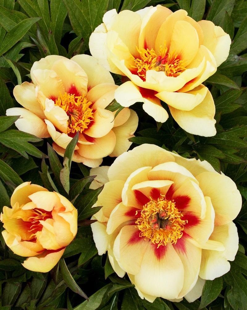 Бордер шарм