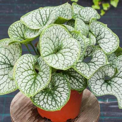 сильвер харт