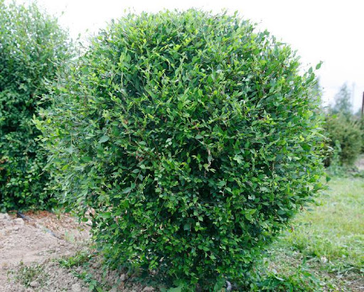 Вяз мелколистный_2