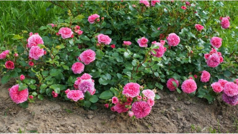 21_ПИНК СВАНИ